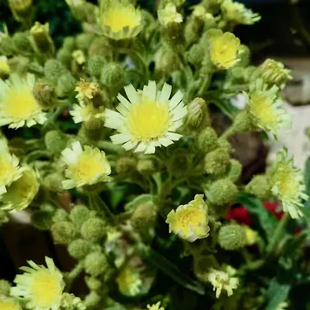 Click&guest - Almendros Alpstuga *